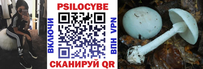 Псилоцибиновые грибы Psilocybe Николаевск-на-Амуре
